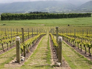 The Vintner's Drop